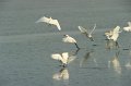 30.9.2012 Saline di Priolo (169)